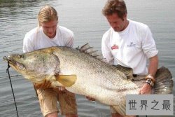 世界十大最凶猛淡水鱼 在它们面前食人鱼就是弟弟