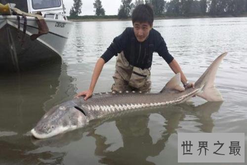 世界十大最凶猛淡水鱼 在它们面前食人鱼就是弟弟