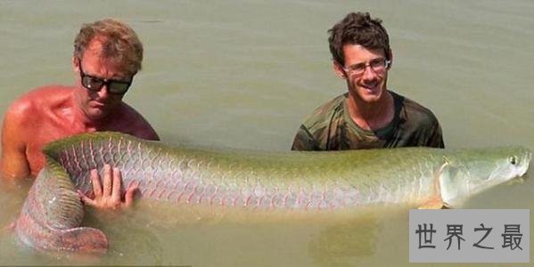 世界十大最凶猛淡水鱼 在它们面前食人鱼就是弟弟