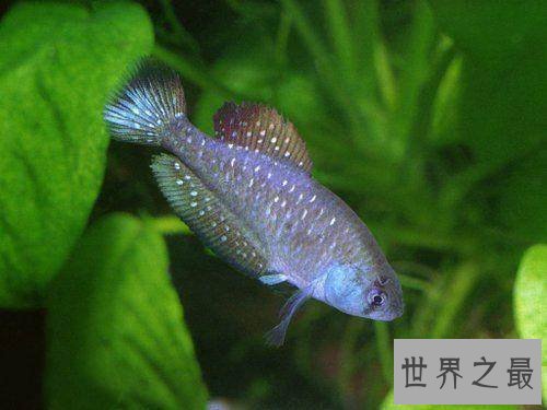 已灭绝的十大可爱动物 丑萌的金蟾蜍你们见过没