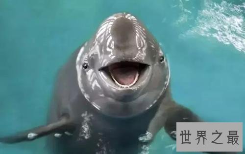 已灭绝的十大可爱动物 丑萌的金蟾蜍你们见过没