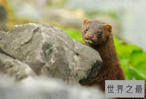 已灭绝的十大可爱动物 丑萌的金蟾蜍你们见过没