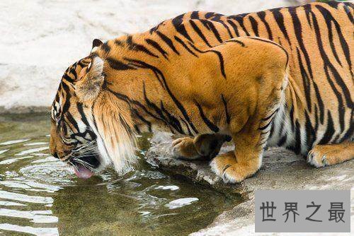 已灭绝的十大可爱动物 丑萌的金蟾蜍你们见过没