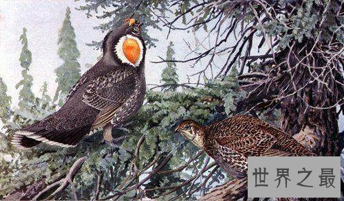 已灭绝的十大可爱动物 丑萌的金蟾蜍你们见过没