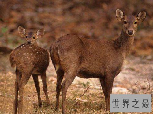 已灭绝的十大可爱动物 丑萌的金蟾蜍你们见过没