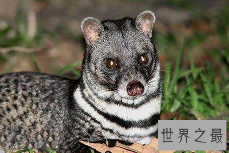 已灭绝的十大可爱动物 丑萌的金蟾蜍你们见过没