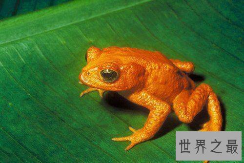 已灭绝的十大可爱动物 丑萌的金蟾蜍你们见过没
