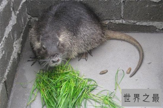 世界上最大的老鼠海狸鼠 养殖价值高全身都是宝