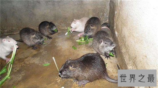 世界上最大的老鼠海狸鼠 养殖价值高全身都是宝