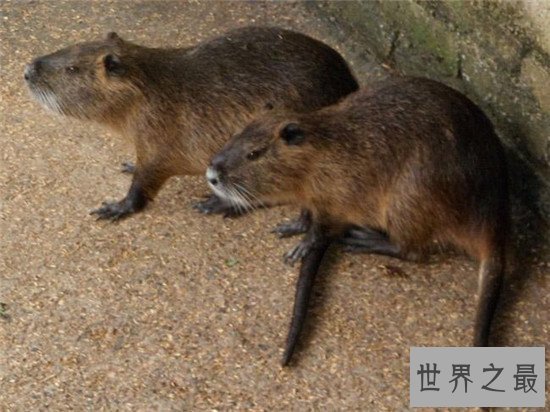 世界上最大的老鼠海狸鼠 养殖价值高全身都是宝
