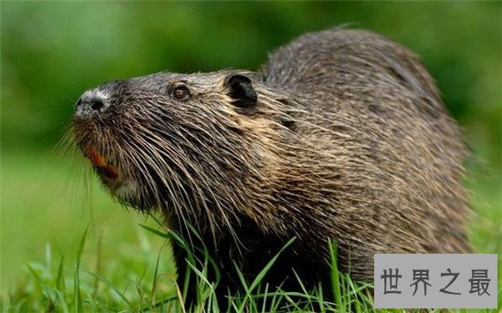 世界上最大的老鼠海狸鼠 养殖价值高全身都是宝