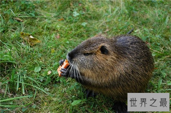 世界上最大的老鼠海狸鼠 养殖价值高全身都是宝