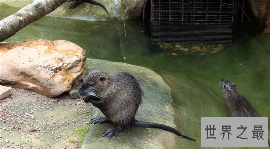 世界上最大的老鼠海狸鼠 养殖价值高全身都是宝