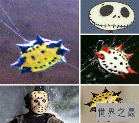 真的有种和人类笑脸一模一样的笑脸蜘蛛！好可爱啊