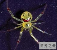 真的有种和人类笑脸一模一样的笑脸蜘蛛！好可爱啊