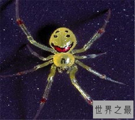 真的有种和人类笑脸一模一样的笑脸蜘蛛！好可爱啊