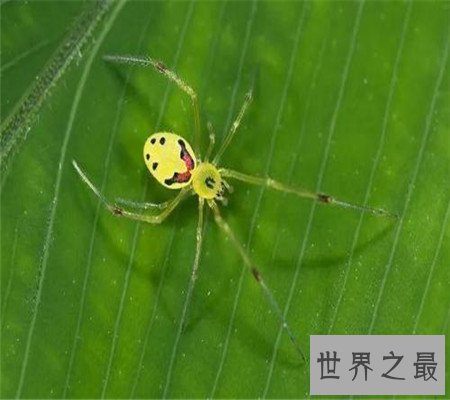 真的有种和人类笑脸一模一样的笑脸蜘蛛！好可爱啊