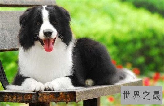 世界上最可爱的狗排名，世界十大最萌的狗排行榜