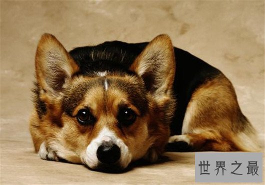 世界上最可爱的狗排名，世界十大最萌的狗排行榜