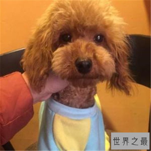 世界上最可爱的狗排名，世界十大最萌的狗排行榜