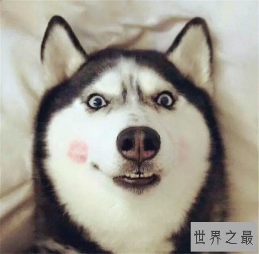 世界上最可爱的狗排名，世界十大最萌的狗排行榜