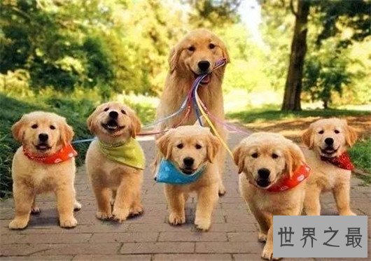 世界上最可爱的狗排名，世界十大最萌的狗排行榜