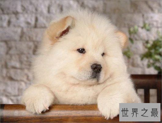 世界上最可爱的狗排名，世界十大最萌的狗排行榜