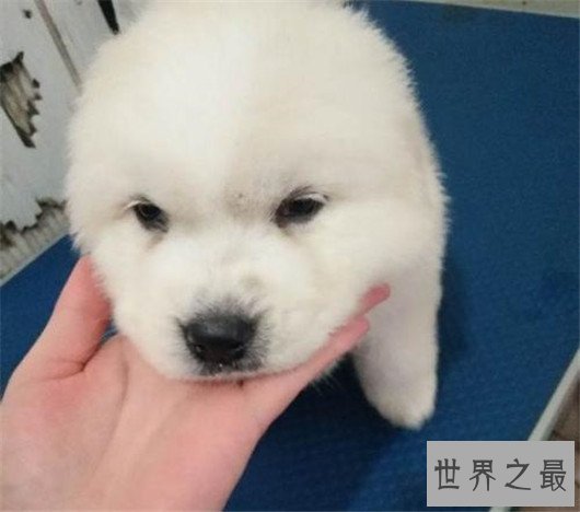 世界上最可爱的狗排名，世界十大最萌的狗排行榜