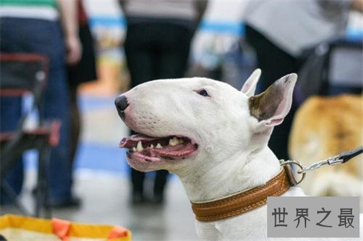 世界上最可爱的狗排名，世界十大最萌的狗排行榜