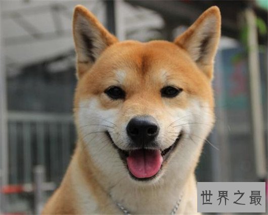 世界上最可爱的狗排名，世界十大最萌的狗排行榜