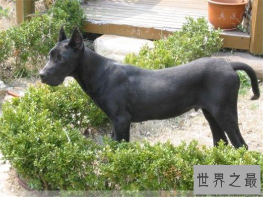 世界上最凶猛的狗排名，十大最凶悍的犬类排行