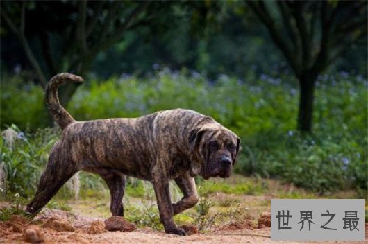 世界上最凶猛的狗排名，十大最凶悍的犬类排行