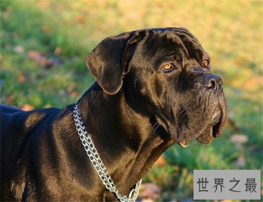 世界上最凶猛的狗排名，十大最凶悍的犬类排行