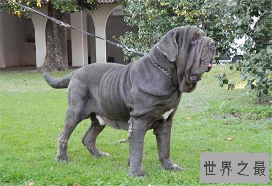 世界上最凶猛的狗排名，十大最凶悍的犬类排行