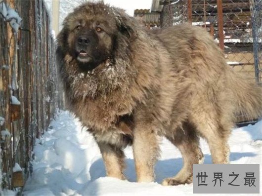 世界上最凶猛的狗排名，十大最凶悍的犬类排行