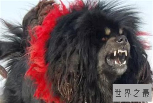 世界上最凶猛的狗排名，十大最凶悍的犬类排行