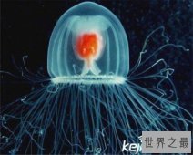 寿命最长的动物灯塔水母，现实中的长生不老真的存在