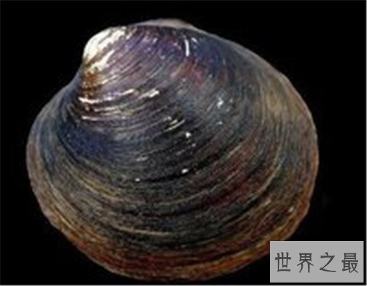 寿命最长的动物灯塔水母，现实中的长生不老真的存在