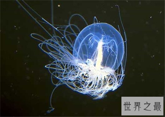 寿命最长的动物灯塔水母，现实中的长生不老真的存在