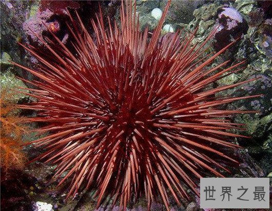 寿命最长的动物灯塔水母，现实中的长生不老真的存在