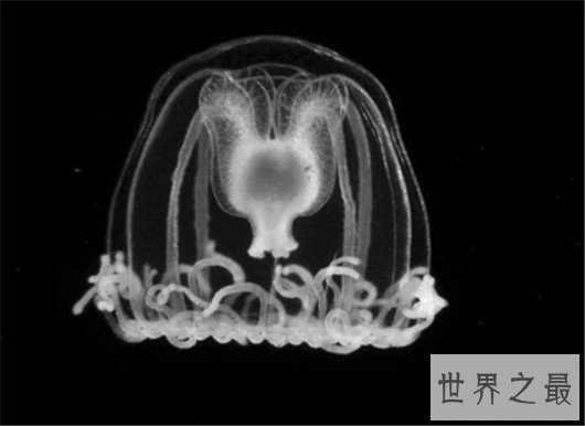 寿命最长的动物灯塔水母，现实中的长生不老真的存在