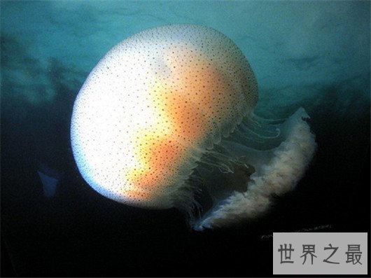 寿命最长的动物灯塔水母，现实中的长生不老真的存在