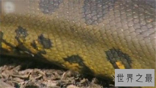 世界上最长的蛇有三层楼那么高，可达四五个人的重量