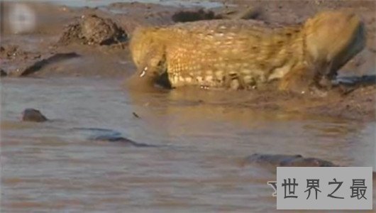 世界上最长的蛇有三层楼那么高，可达四五个人的重量