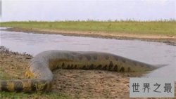 世界上最长的蛇有三层楼那么高，可达四五个人的重量