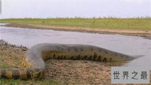 世界上最长的蛇有三层楼那么高，可达四五个人的重量