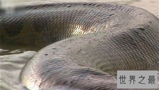 世界上最长的蛇有三层楼那么高，可达四五个人的重量
