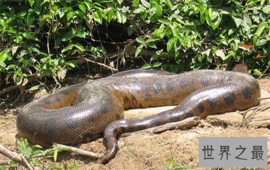 世界上最长的蛇有三层楼那么高，可达四五个人的重量