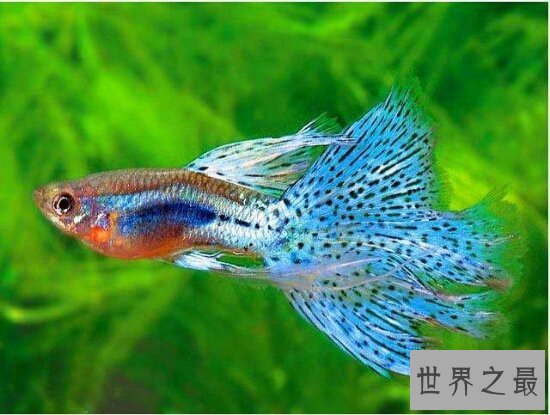 热带鱼种类有哪些？各种美丽的水下公主