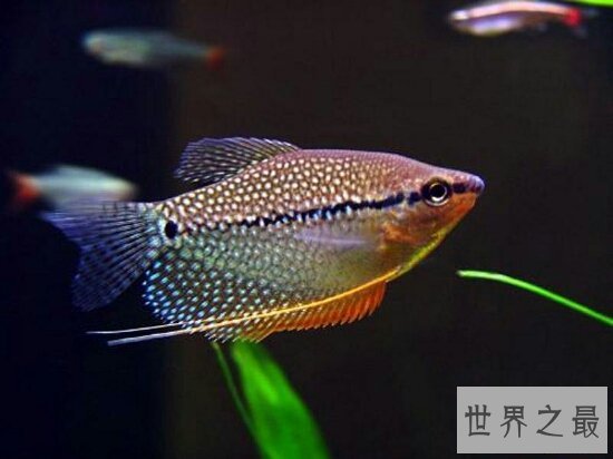 热带鱼种类有哪些？各种美丽的水下公主